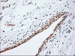 KRT19 Antibody in Immunohistochemistry (Paraffin) (IHC (P))