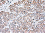 KRT19 Antibody in Immunohistochemistry (Paraffin) (IHC (P))