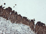 KRT19 Antibody in Immunohistochemistry (Paraffin) (IHC (P))