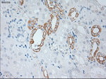 KRT19 Antibody in Immunohistochemistry (Paraffin) (IHC (P))