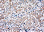 KRT19 Antibody in Immunohistochemistry (Paraffin) (IHC (P))