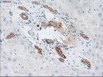KRT19 Antibody in Immunohistochemistry (Paraffin) (IHC (P))