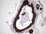 KRT19 Antibody in Immunohistochemistry (Paraffin) (IHC (P))