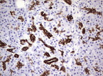 KRT19 Antibody in Immunohistochemistry (Paraffin) (IHC (P))