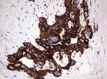 KRT19 Antibody in Immunohistochemistry (Paraffin) (IHC (P))