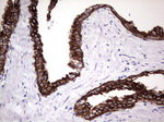 KRT19 Antibody in Immunohistochemistry (Paraffin) (IHC (P))