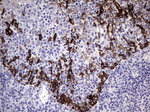 KRT19 Antibody in Immunohistochemistry (Paraffin) (IHC (P))
