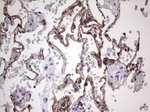 KRT19 Antibody in Immunohistochemistry (Paraffin) (IHC (P))