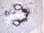 KRT19 Antibody in Immunohistochemistry (Paraffin) (IHC (P))