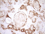 KRT19 Antibody in Immunohistochemistry (Paraffin) (IHC (P))