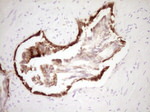 KRT19 Antibody in Immunohistochemistry (Paraffin) (IHC (P))