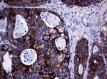 KRT19 Antibody in Immunohistochemistry (Paraffin) (IHC (P))
