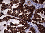 KRT19 Antibody in Immunohistochemistry (Paraffin) (IHC (P))