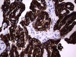 KRT19 Antibody in Immunohistochemistry (Paraffin) (IHC (P))