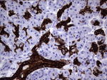 KRT19 Antibody in Immunohistochemistry (Paraffin) (IHC (P))