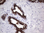 KRT19 Antibody in Immunohistochemistry (Paraffin) (IHC (P))