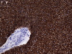 KRT19 Antibody in Immunohistochemistry (Paraffin) (IHC (P))