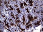 KRT19 Antibody in Immunohistochemistry (Paraffin) (IHC (P))
