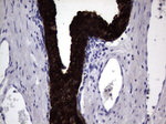 KRT19 Antibody in Immunohistochemistry (Paraffin) (IHC (P))