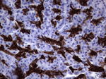KRT19 Antibody in Immunohistochemistry (Paraffin) (IHC (P))