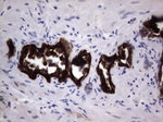 KRT19 Antibody in Immunohistochemistry (Paraffin) (IHC (P))