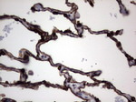 KRT19 Antibody in Immunohistochemistry (Paraffin) (IHC (P))