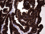 KRT19 Antibody in Immunohistochemistry (Paraffin) (IHC (P))