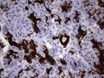 KRT19 Antibody in Immunohistochemistry (Paraffin) (IHC (P))