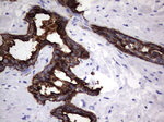 KRT19 Antibody in Immunohistochemistry (Paraffin) (IHC (P))