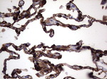 KRT19 Antibody in Immunohistochemistry (Paraffin) (IHC (P))