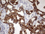 KRT19 Antibody in Immunohistochemistry (Paraffin) (IHC (P))
