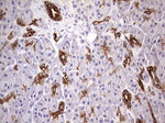 KRT19 Antibody in Immunohistochemistry (Paraffin) (IHC (P))