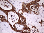 KRT19 Antibody in Immunohistochemistry (Paraffin) (IHC (P))