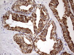 KRT19 Antibody in Immunohistochemistry (Paraffin) (IHC (P))