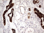 KRT19 Antibody in Immunohistochemistry (Paraffin) (IHC (P))