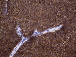 KRT19 Antibody in Immunohistochemistry (Paraffin) (IHC (P))