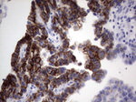 KRT19 Antibody in Immunohistochemistry (Paraffin) (IHC (P))