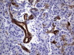 KRT19 Antibody in Immunohistochemistry (Paraffin) (IHC (P))