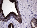 KRT19 Antibody in Immunohistochemistry (Paraffin) (IHC (P))
