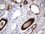 KRT19 Antibody in Immunohistochemistry (Paraffin) (IHC (P))