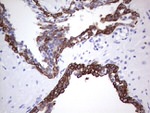 KRT19 Antibody in Immunohistochemistry (Paraffin) (IHC (P))