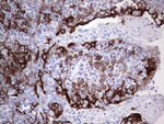 KRT19 Antibody in Immunohistochemistry (Paraffin) (IHC (P))