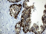 KRT19 Antibody in Immunohistochemistry (Paraffin) (IHC (P))