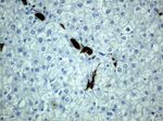 KRT19 Antibody in Immunohistochemistry (Paraffin) (IHC (P))
