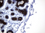 KRT19 Antibody in Immunohistochemistry (Paraffin) (IHC (P))