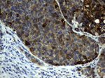KRT19 Antibody in Immunohistochemistry (Paraffin) (IHC (P))