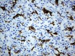 KRT19 Antibody in Immunohistochemistry (Paraffin) (IHC (P))