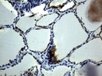 KRT19 Antibody in Immunohistochemistry (Paraffin) (IHC (P))