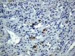 KRT19 Antibody in Immunohistochemistry (Paraffin) (IHC (P))