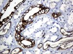 KRT19 Antibody in Immunohistochemistry (Paraffin) (IHC (P))